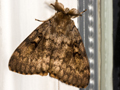 Gypsy Moth